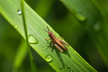Raindrops and grasshopper