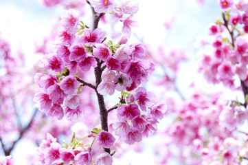 Obraz premium 寒緋桜