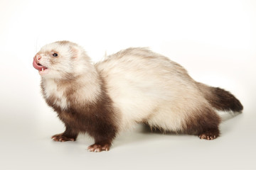 Brown ferret female portrait in studio