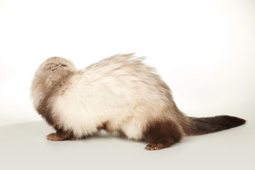 Brown ferret female portrait in studio