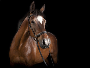 braunes Pferd vor schwarzer Hintergrund