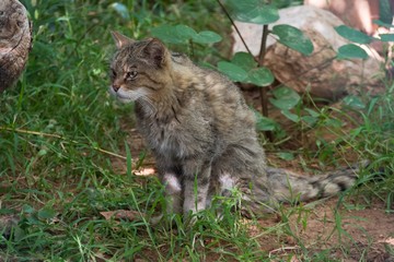 European wildcat staring at something