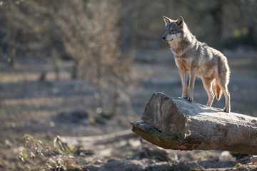 Grey Wolf Animal © AB Photography