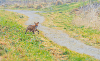 Fox walking along a path in a field in winter