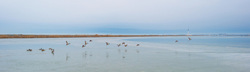 Ducks flying over a frozen lake in winter