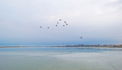 Fototapeta na wymiar Ducks flying over a frozen lake in winter