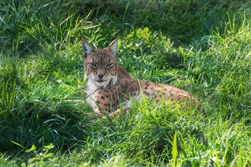 Eurasian lynx sitting on the grass