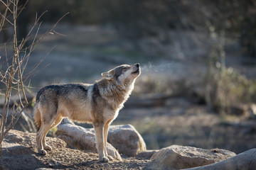 Fototapeta premium Grey Wolf Animal