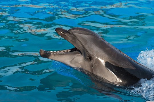 Close up of a bottlenose dolphin with open mouth