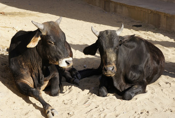 Holy cows in India