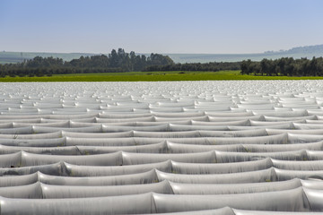 Fototapeta premium Rows of low polytunnels plantation