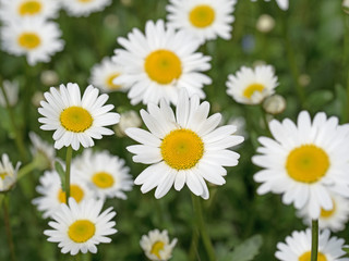 Margeriten, Leucanthemum