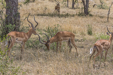 Impala grasing 0862