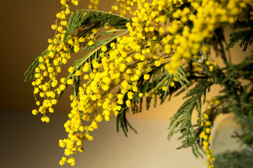 Bouquet of Mimosa flowers in a glass vase. International women day. Picture of a Mimosa.