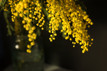 Bouquet of Mimosa flowers on a black background. International women day. Springtime. 