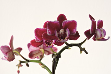 Fototapeta premium A purple, violet, pink, red orchid