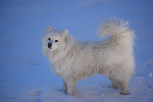 cane aski pelo lungo cane bianco cane neve samoiedo 