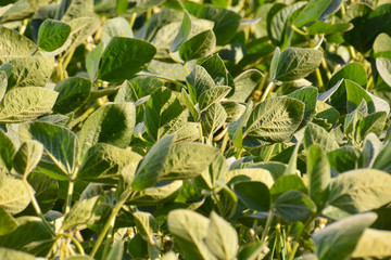 Soy Bean Plant Field