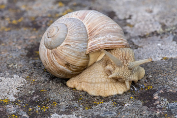 Closeup of a large snail crawling on a rock