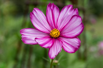 Closeup of a beautiful Pink Sonata flower with yellow center button