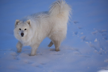 cane aski pelo lungo cane bianco cane neve samoiedo 