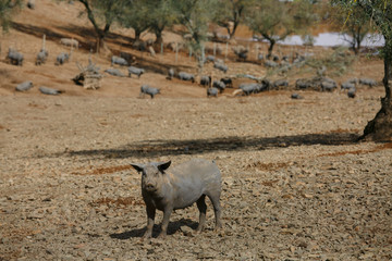 Iberian pork defiant
