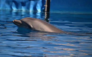 delfin