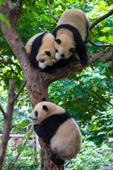 Fototapeta premium Panda playing in a tree in Chengdu , Sichuan , China