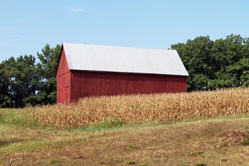 Red barn in cornfield, Calvert County, MD - obrazy, fototapety, plakaty