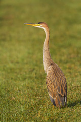 Purple Heron in the meadows in the Netherlands