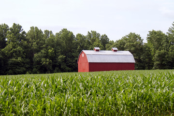 Red barn in cornfield, St. Mary's County, MD © Allen