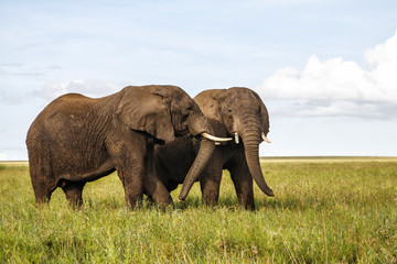 Naklejka na ściany i meble Two elephants bulls having a fifht in Serengeti National Park in Tanzania