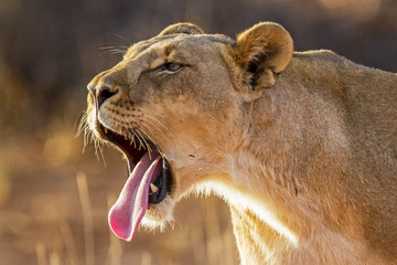 Yawning lioness in the early morning in Erinde Private Game Reserve in Namibia