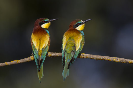 ESP/Extremadura, La Serena