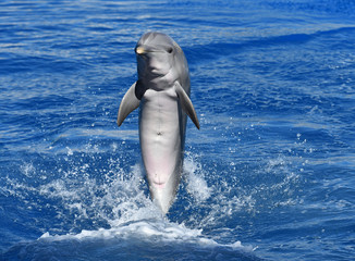 delfin © alberto