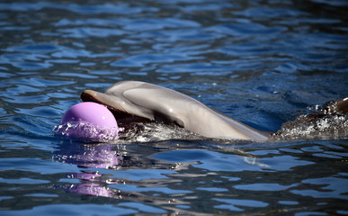 delfin