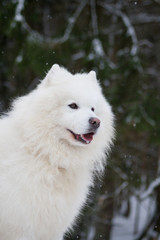 Samoyed dog in the snow outside.