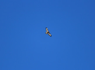 birds soar highly in the blue sky