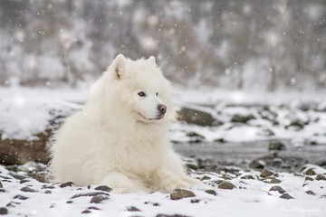 Samoyed dog in the snow outside.