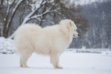 Obraz na płótnie Canvas Samoyed dog in the snow outside.