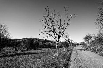 Landschaft mit kahlem Baum mit Weg in monochrom