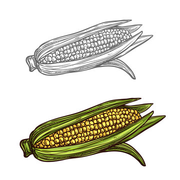 Corn cob vector sketch vegetable icon