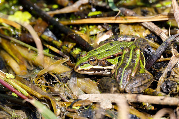 Beautiful marsh frog, European wildlife