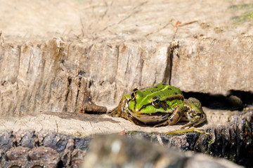 Beautiful marsh frog, European wildlife