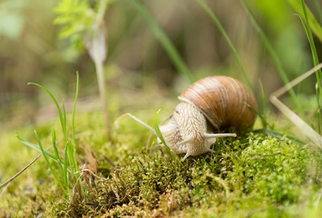 Garden snail (Helix aspersa)