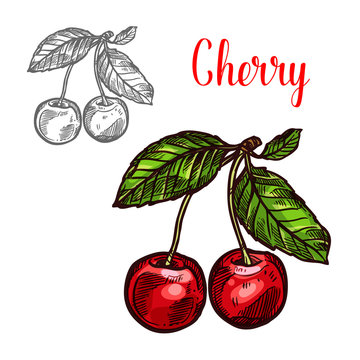Cherry vector sketch fruit berry icon