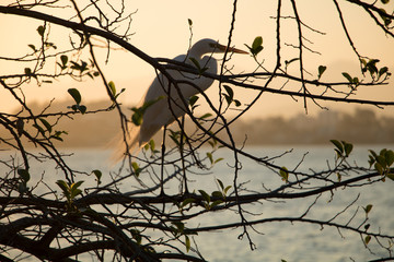 Gar&ccedil;a na Lagoa