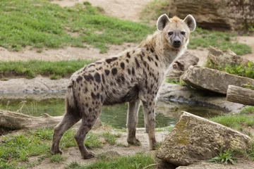 Fotobehang Hyena Gevlekte hyena (Crocuta crocuta)