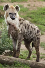 Foto op Aluminium Spotted hyena (Crocuta crocuta) © Vladimir Wrangel