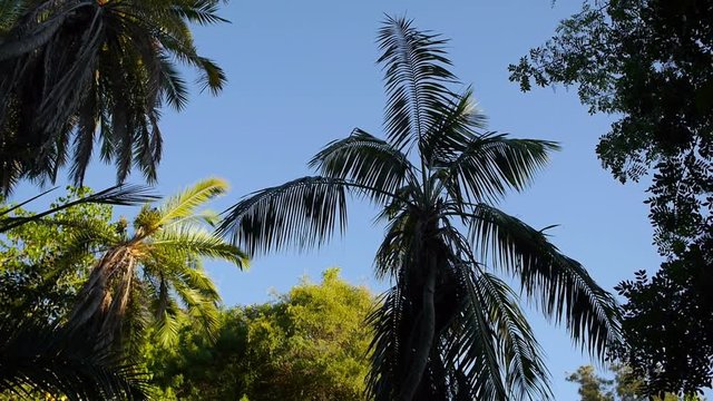 Panorama of palm trees in the jungle.